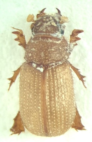 Coleotteri glaresidae glaresis - glaresidae,
